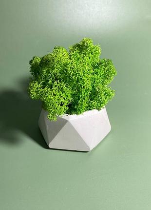 Геометрическое кашпо со стабилизированным мхом, кашпо в минималистическом стиле, кашпо со мхом