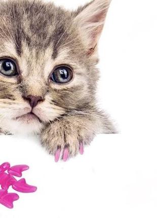 Антидряпки xs на кігті для кішок до 2,5 кг pink color 20 шт. + клей3 фото