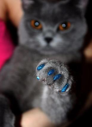 Антидряпки xs на кігті для котів до 2,5 кг blue color 20 шт. + клей2 фото
