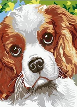 Картина за номерами "спаніель" 40*50см 1862
