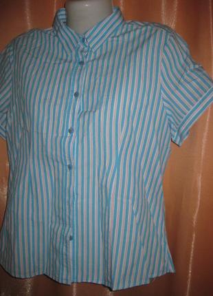 Хлопок 100% светло-голубая в полоску рубашка блузка короткий рукав км1896 большой размер 428 фото