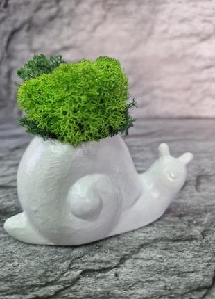 Кашпо равлик стабілізований мох в кашпо подарунок для дому стильний декор8 фото