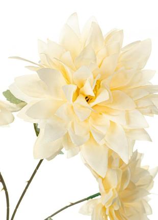 Хризантема, кремовая2 фото
