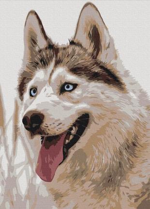 Картины по номерам "волк" раскраски по цифрам.40*50 см.украина