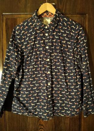 Сорочка блуза блузка кофта з прикольним принтом бавовна розмір l,xl