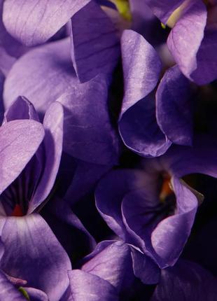 Eric buterbaugh fragile violet 250ml $4953 фото
