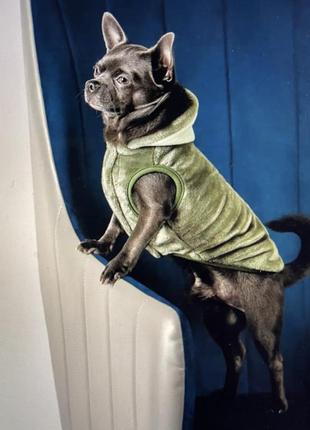 Жилет для собак pet fashion «louis»1 фото