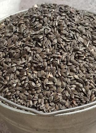 Насіня соняшника