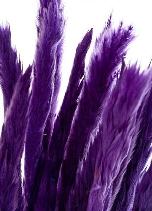 Пампасная трава фиолет, стабилизированная3 фото