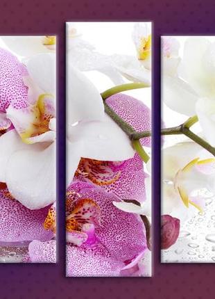 Модульная картина на холсте из 5-ти частей "орхидея на стекле"1 фото