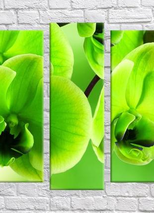 Модульная картина на холсте из 5-ти частей "зеленая орхидея"