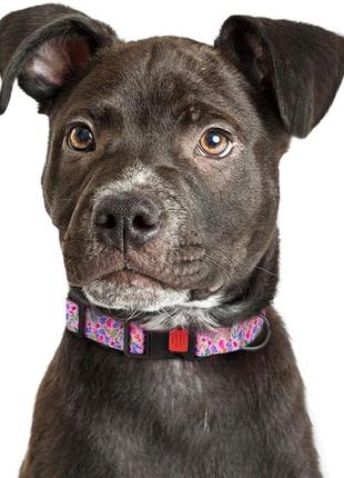 Ошейник для собак hi dog размер s ширина 16 мм 25-33 см flowers pink (2100102291011)4 фото