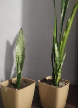 Цветы комнатные сенсеверия высокая
