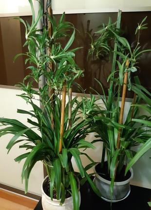 Хлорофітум,корисна рослина,очіщувач повітря5 фото