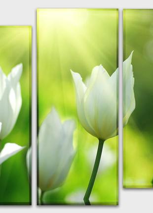 Модульна картина на полотні з 3-х частин "білі тюльпани"