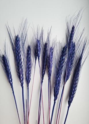 Пшеница темно синяя 💙2 фото