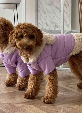 Куртка з хутром для собак, в лавандовому кольорі