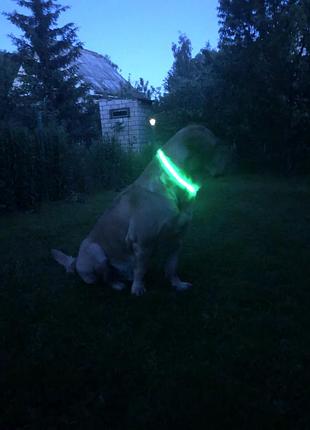 Нашийники для всіх порід