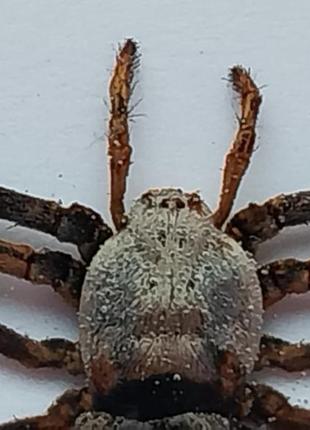 Павук кулон, справжній павук тарантул в епоксидній смолі3 фото