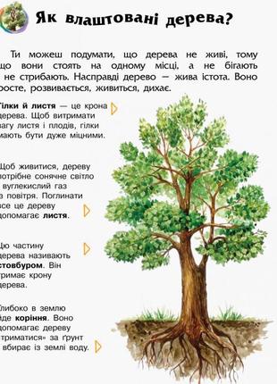 Детская энциклопедия про лес 614016 для дошкольников5 фото