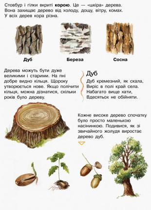 Детская энциклопедия про лес 614016 для дошкольников4 фото