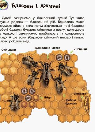 Детская энциклопедия про насекомых 614014 для дошкольников от lamatoys3 фото