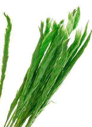 Пампасная трава зеленая, стабилизированная2 фото