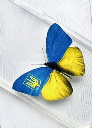 Чохол з потовщеними кутами на samsung galaxy a10 (2019)/a105 :: метелик україна (принт 255)2 фото