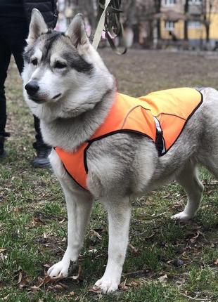 Накидка попона для собак zoo-hunt велика помаранчева 1026