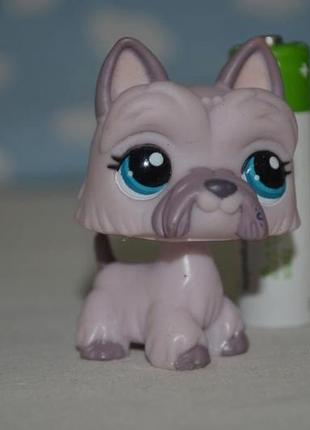 Петс шопы pet shop игрушки зоомагазин littlest pet shop lps стоячка