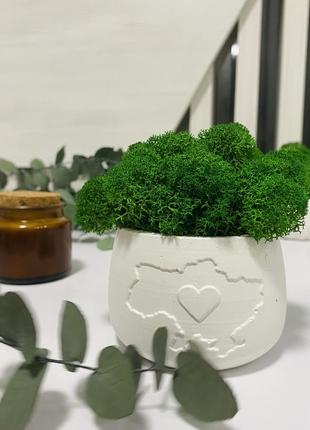 Кашпо с мохом 3