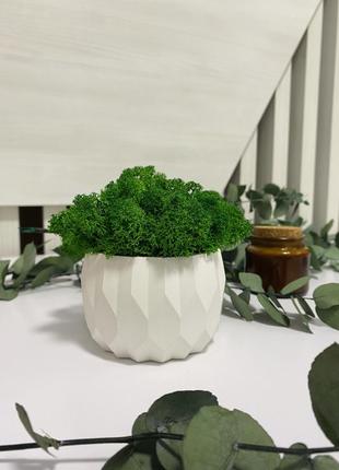 Кашпо с мохом 2