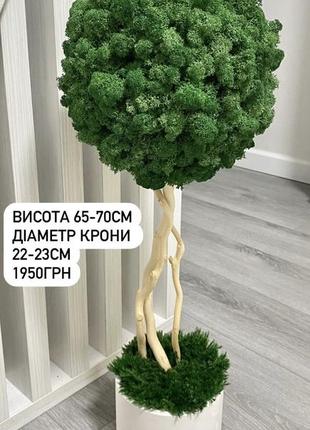 Топіарій,70см