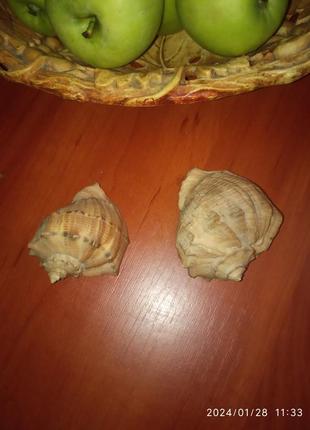 Ракушки морские. 2