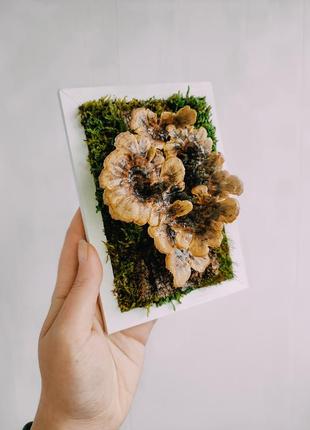 Фито картина из настоящих грибов и мха, мини панно с трутовиков разноцветным, лес в рамке3 фото