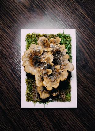 Фито картина из настоящих грибов и мха, мини панно с трутовиков разноцветным, лес в рамке2 фото
