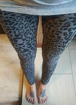 Лосини леопард