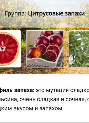 Zara чоловічі парфуми cardamom & blood orange 80ml3 фото