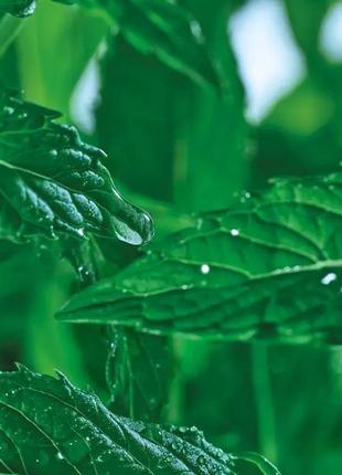 Pure menthe, очищающий гель для умывания с мятой, для матовости, ив роше, yves rocher