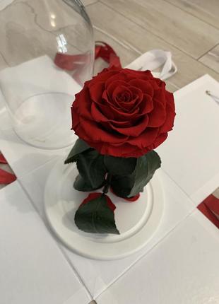 Живая стабилизированная роза бренда lerosh - лучший подарок ко дню влюбленных