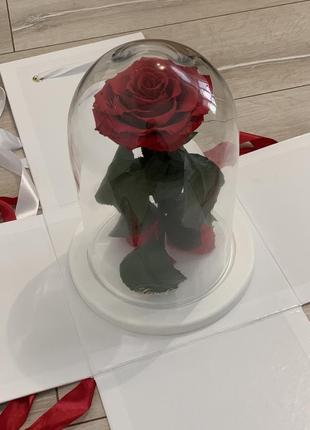 Жива стабілізована троянда бренду lerosh - найкращий подарунок до дня закоханих2 фото