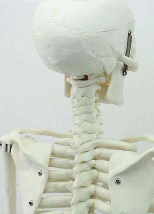 Велика модель скелета resteq деталізована фігурка скелета анатомічний скелет людини 45см5 фото