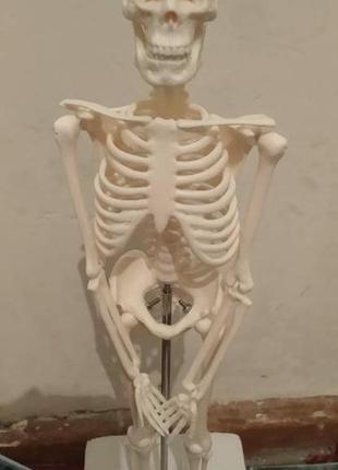 Велика модель скелета resteq деталізована фігурка скелета анатомічний скелет людини 45см7 фото