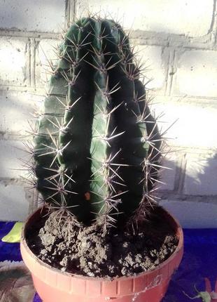 Комнатное растение кактус 7 лет1 фото