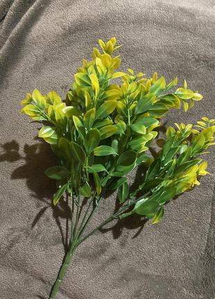 ✨ самшит зеленый с желтым ✨