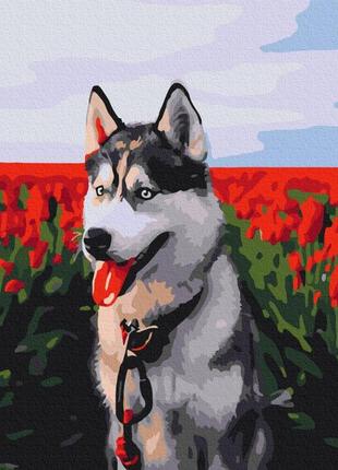 Картина за номерами хаскі в тюльпановому полі bs30983