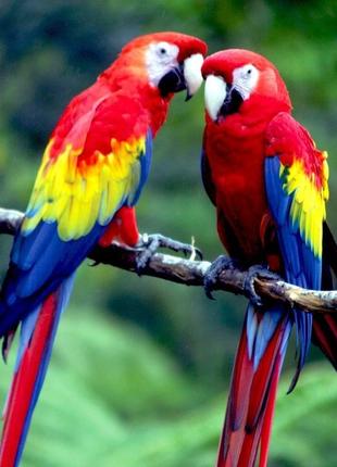 Алмазна вишивка на підрамнику пара папуг 40х50 ar-3176