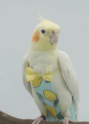 Подгузник памперс для попугая 🦜3 фото