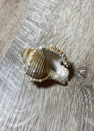 Ракушка брелок