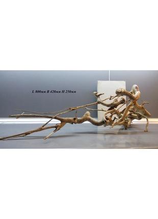 Коряга в аквариум (террариум) с дерева "клен". коряга для декора..